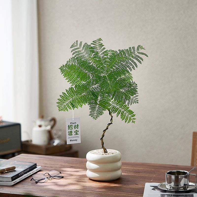 OYKTN造型网红蓝花楹盆栽植物好养易活室内办公室桌面精品绿植净化空气 单株造型蓝花楹-黄圈圈盆