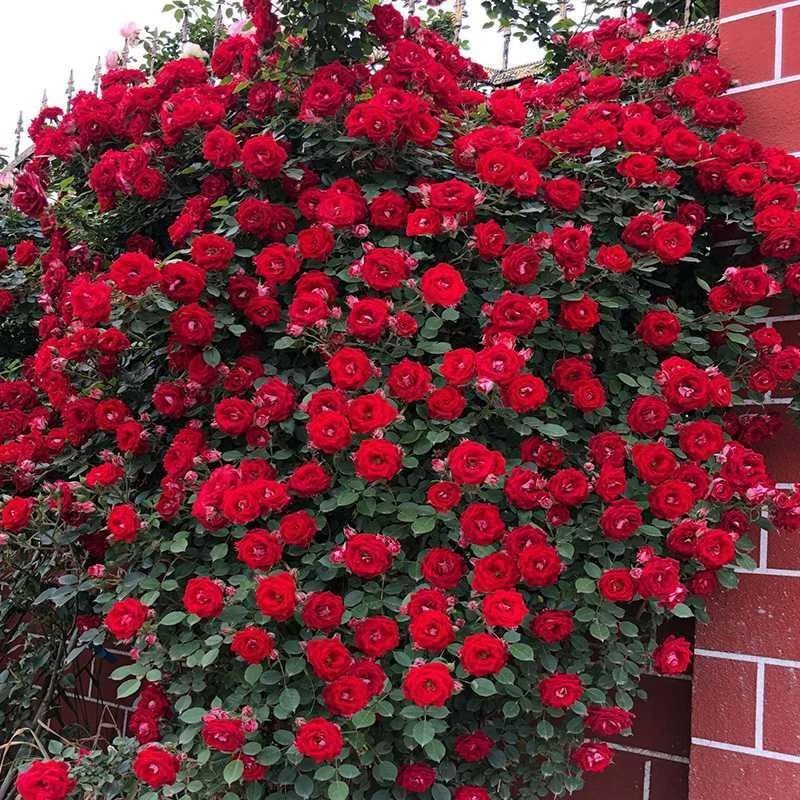 两草三花蔷薇花苗藤本月季四季开花中苗阳台庭院花卉盆栽爬墙玫瑰爬藤植物 弗洛伦蒂娜【四季开花】爬藤大花 中苗50-80厘米高(明年开花)