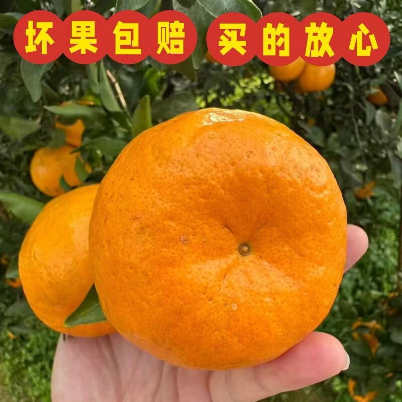 早熟新鲜椪柑丑橘子耙耙柑应季新鲜水果芦柑酸甜多汁桔子整箱包邮 带箱4斤 实惠装【单果130g+】