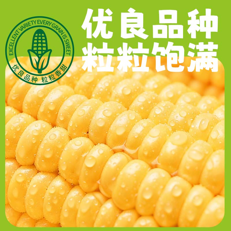 凉水滩鲜食玉米东北黑土大根黄玉米开袋即食可蒸煮炖汤真空锁鲜早餐代餐 黄糯玉米3.3斤约330g*5根