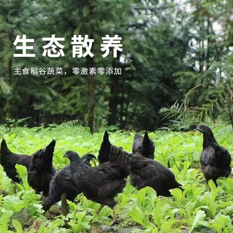 聚天然乌鸡农场散养乌鸡山林散养乌鸡溜达鸡乌鸡送人参七彩菌汤包 乌鸡4只（8斤-9斤）送人参2根+送七彩菌汤包2袋