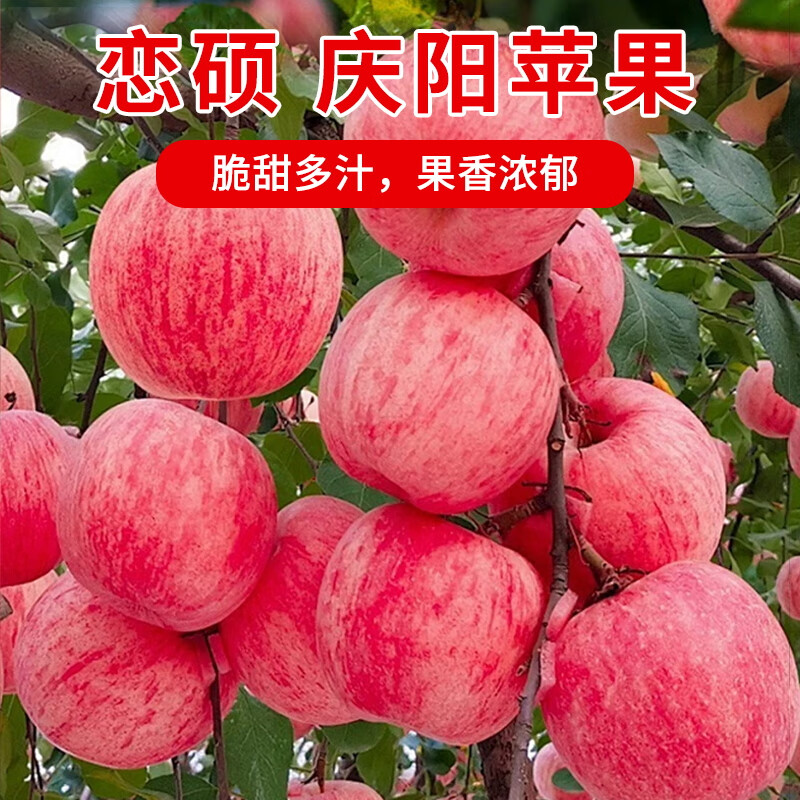 恋硕顺丰包邮甘肃庆阳高原冰糖红富士水果生鲜苹果红富士特产脆甜多汁 （80-90）精品大果   5斤装