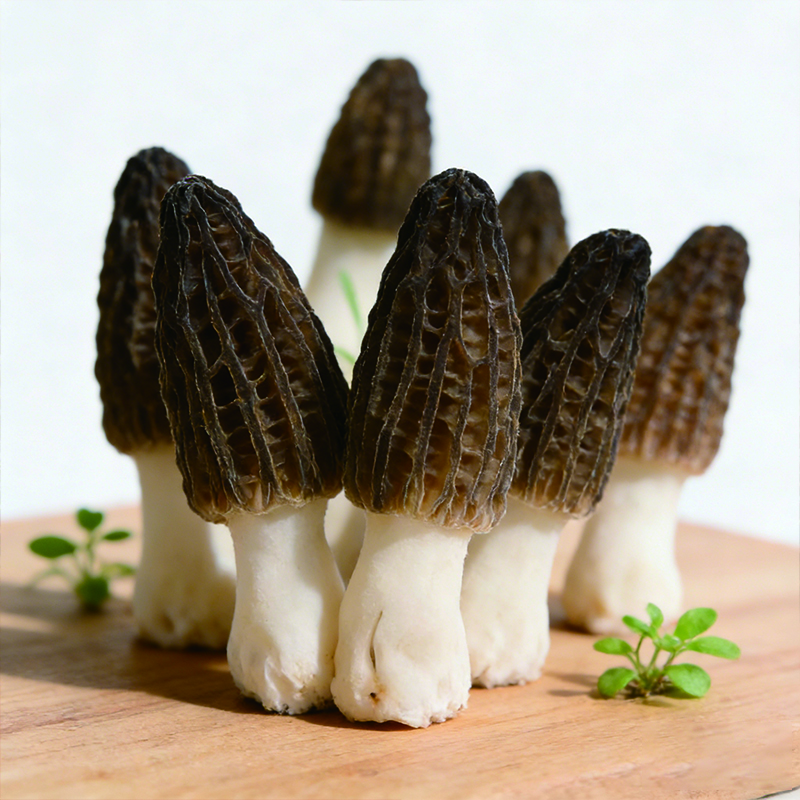 滇味十足（DIANWEISHIZU）云南新鲜羊肚菌 自然山珍鲜菌菇年货礼盒火锅食材顺丰空运 净重1斤【顺丰空运】