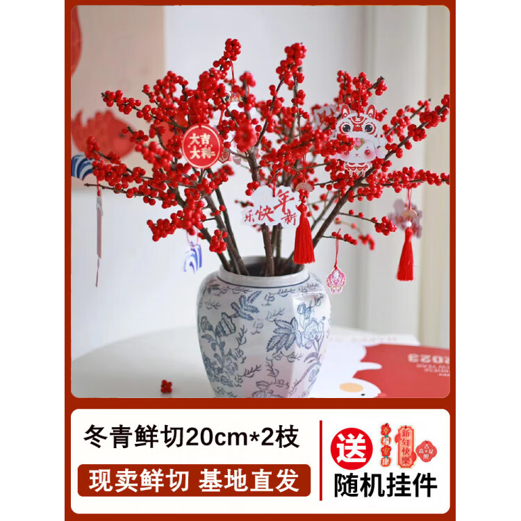 特级北美冬青鲜切花红果鲜花盆栽真花水培植物发财果年宵花卉花束 A级北美冬青鲜切20cm2枝 不含盆