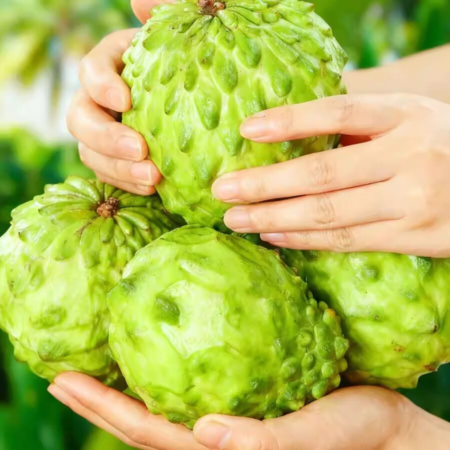 绿熊庄园释迦果番荔枝新鲜牛奶凤梨释迦青色果牛奶佛头果新鲜热带水果送礼 2斤装【单果250g+】净1.5斤