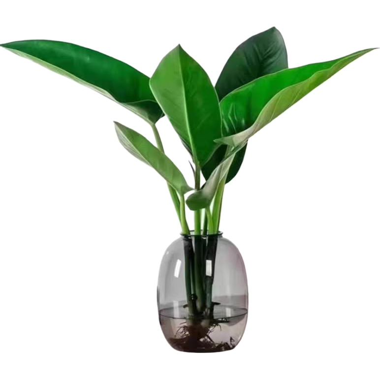 ˮ�������ɫ����������ϵ����ɾ����� 1֧����֬��ǻ�ƿ �߶�20-30cm 12.9Ԫ(����ȯ)