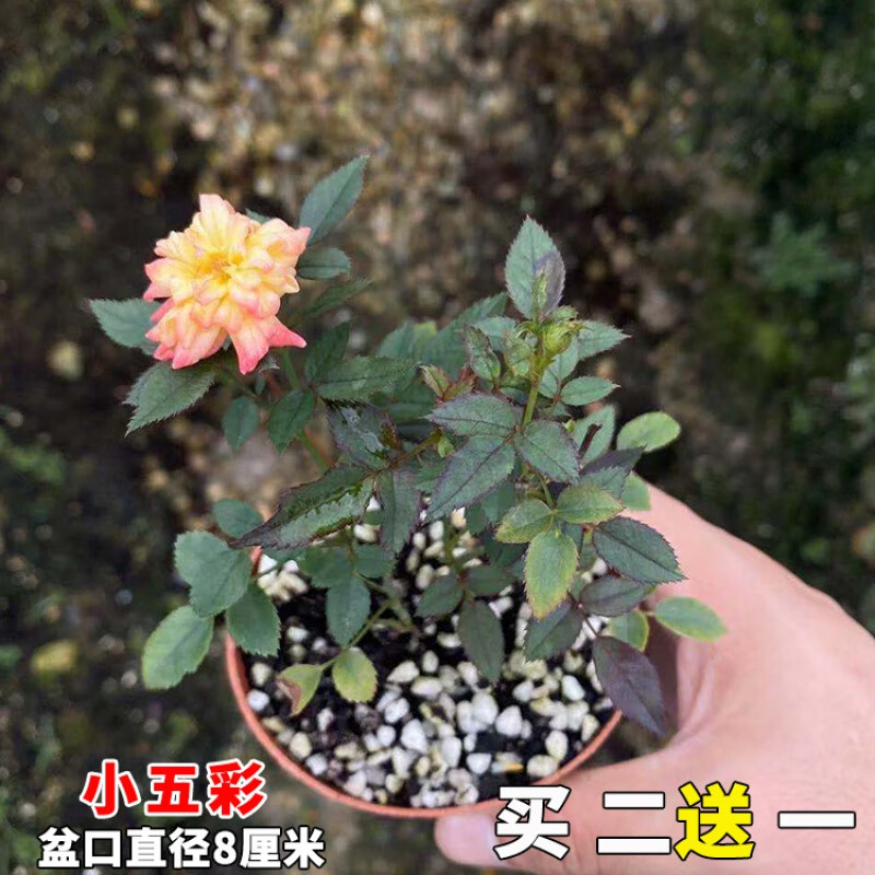 拾爱日本姬月季姬乙女蔷薇玫瑰迷你微型盆景小盆栽开花多肉阳台花卉