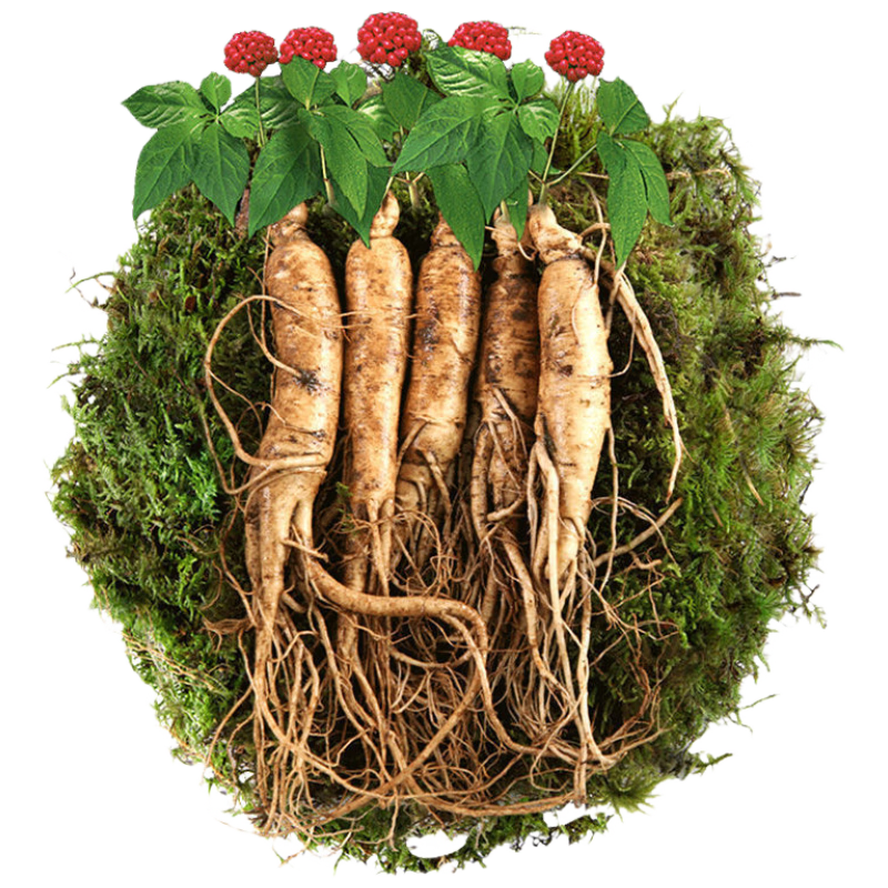 京鲜生 吉林长白山鲜人参 500g礼盒3-4根 新鲜人参鲜参煲汤 源头直发