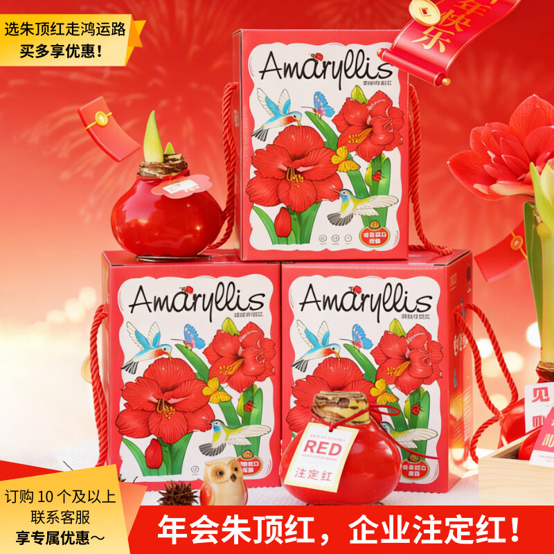 京东鲜花新年年宵礼物进口朱顶红礼盒版-樱花38-40cm蜡球特大花卉源头直发