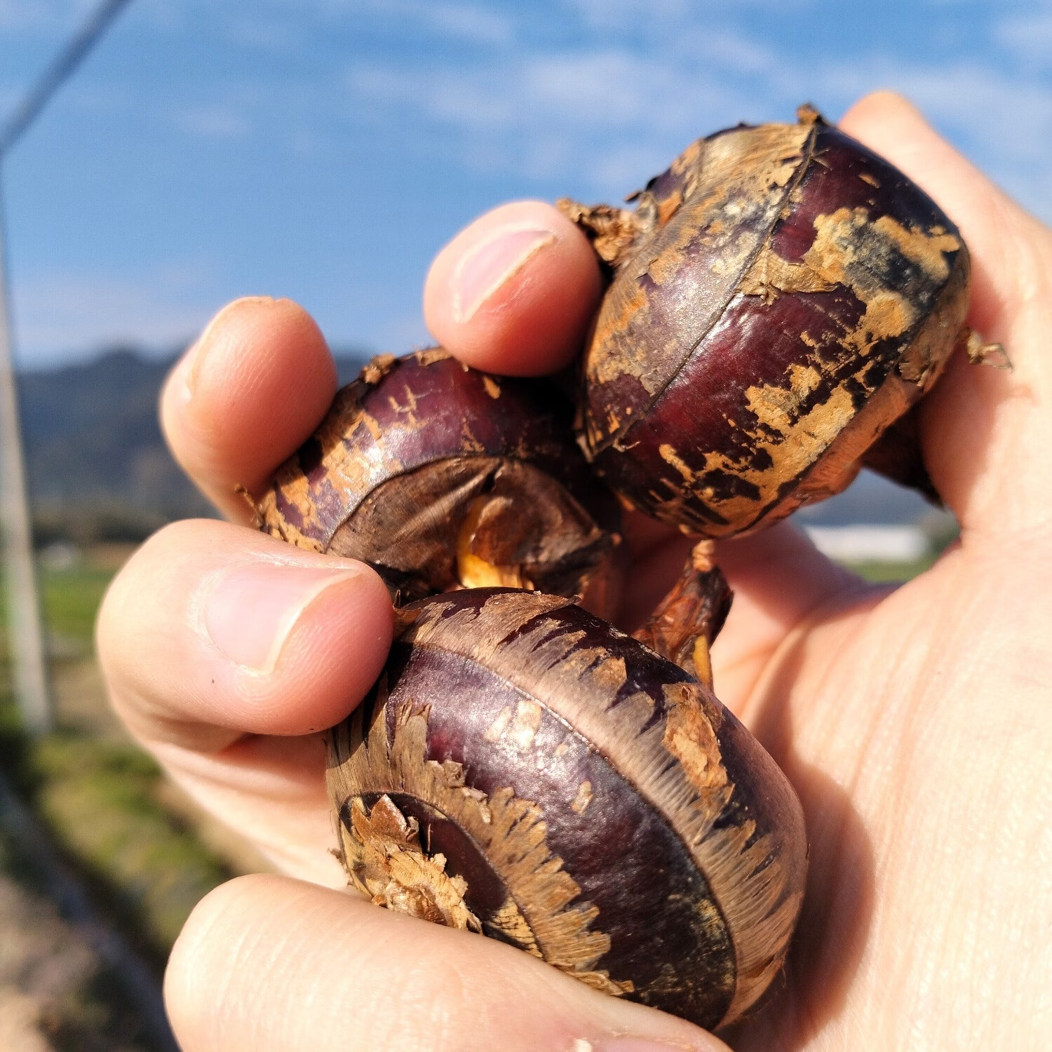 正宗乐昌北乡马蹄新鲜水果现挖即食水果马蹄荸荠特产清甜无渣包邮 3斤 马蹄大果(13-17个/斤)普通装