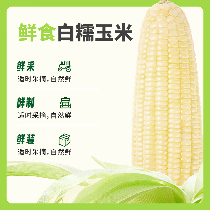 新疆白糯玉米 早餐代餐 单穗大克重 真空锁鲜软糯香甜 【精选玉米】10根/箱