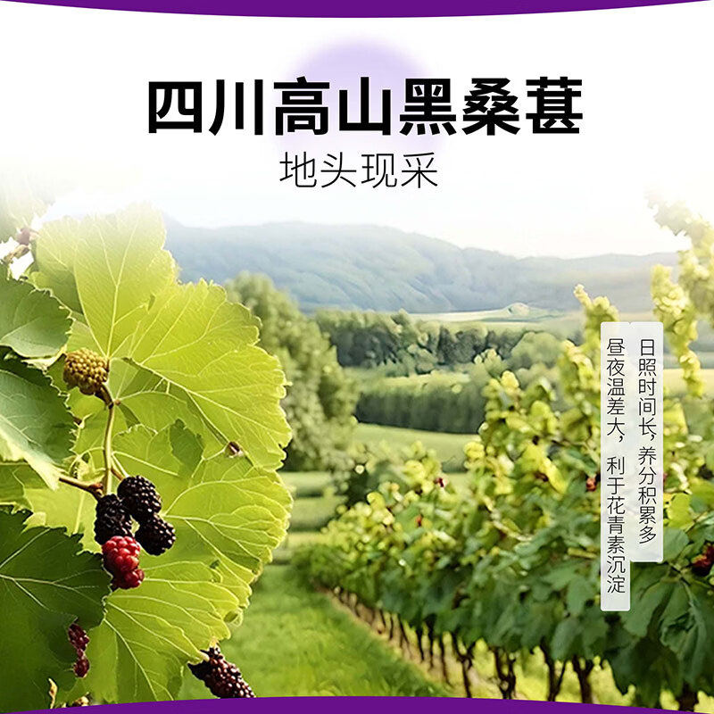 康之味NFC桑葚汁100%果汁饮料原榨桑葚果汁无添加非浓缩鲜果饮品 NFC桑葚汁200ml*8听