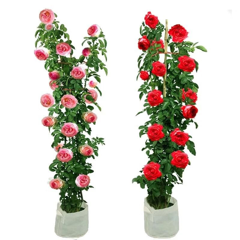 两草三花蔷薇花苗藤本月季四季开花中苗阳台庭院花卉盆栽爬墙玫瑰爬藤植物 弗洛伦蒂娜【四季开花】爬藤大花 中苗50-80厘米高(明年开花)
