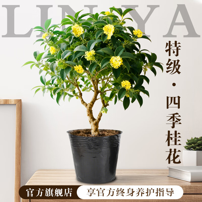 临雅圣诞树小香松盆栽室内植物装饰真树客厅绿植好养活四季花卉小礼物 桂花盆栽4年苗（40-50cm）原盆