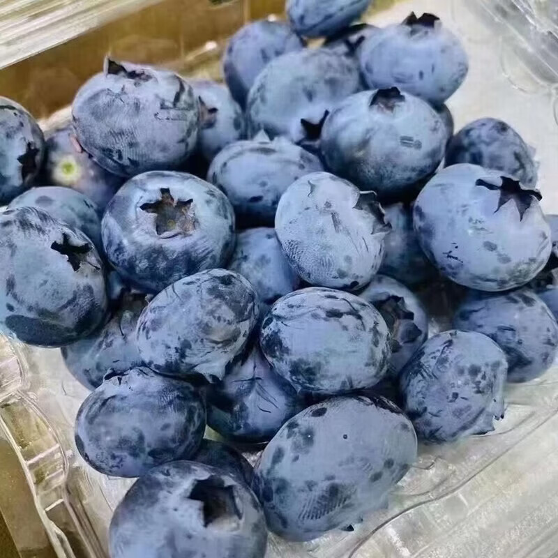 疆域采虹正宗云南高山蓝莓新鲜水果当季现摘大果当季孕妇酸甜口生鲜整箱 2盒 越多越划算【100-120g/盒】 尝鲜中小果【单果12mm+】口感偏淡