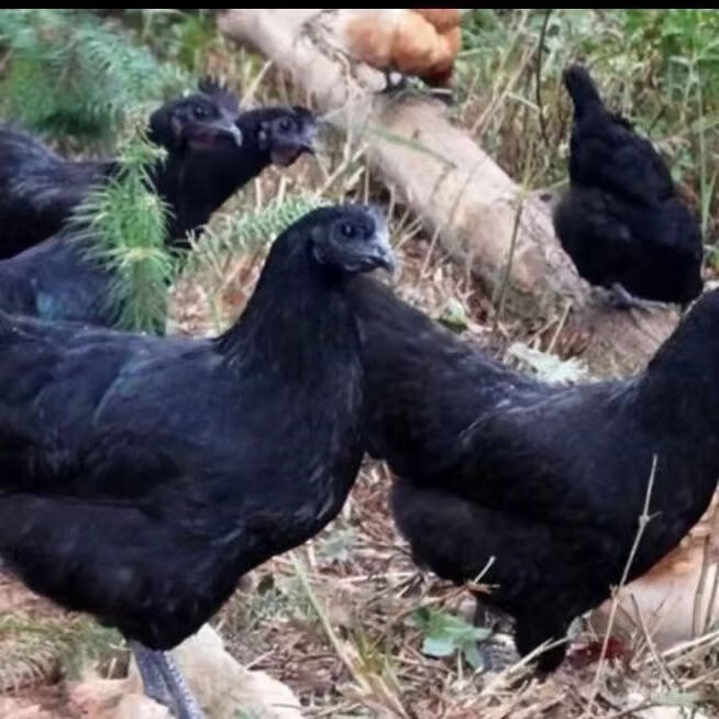 聚天然乌鸡农场散养乌鸡山林散养乌鸡溜达鸡乌鸡送人参七彩菌汤包 乌鸡4只（8斤-9斤）送人参2根+送七彩菌汤包2袋