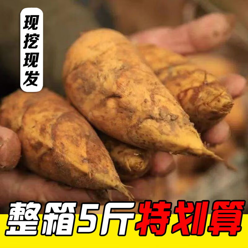 dengdaiziran【顺丰冷链】杭州发货冬笋新鲜笋现挖竹笋正宗高山野生当季两头尖 3斤鲜笋【中号】