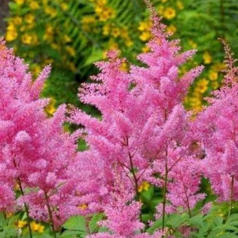 升麻苗铁杆升麻落新妇耐寒观赏花卉现挖易成活满包邮 粉色 6棵装