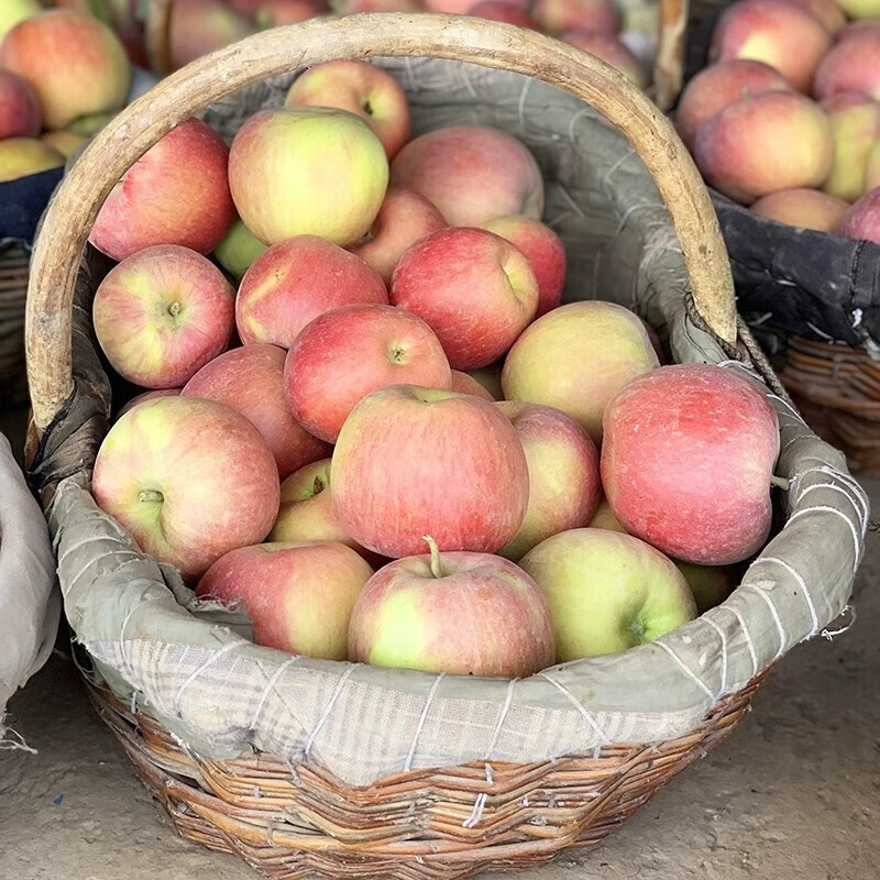 正宗新疆冰糖心苹果 红富士丑苹果 新鲜时令水果 10斤精选果径70-80mm 净重8.5斤+