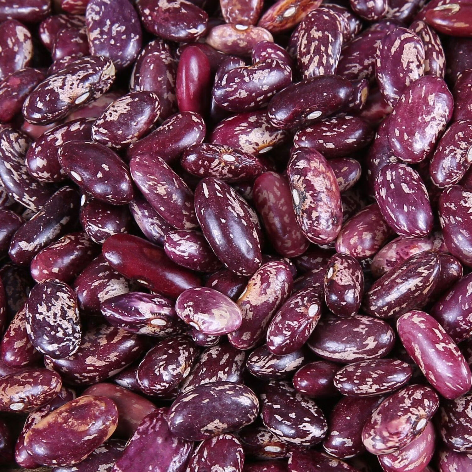 当季新货四季豆干货云南贵州特产花豆紫花豆花芸豆芸豆5斤 新货冲量5