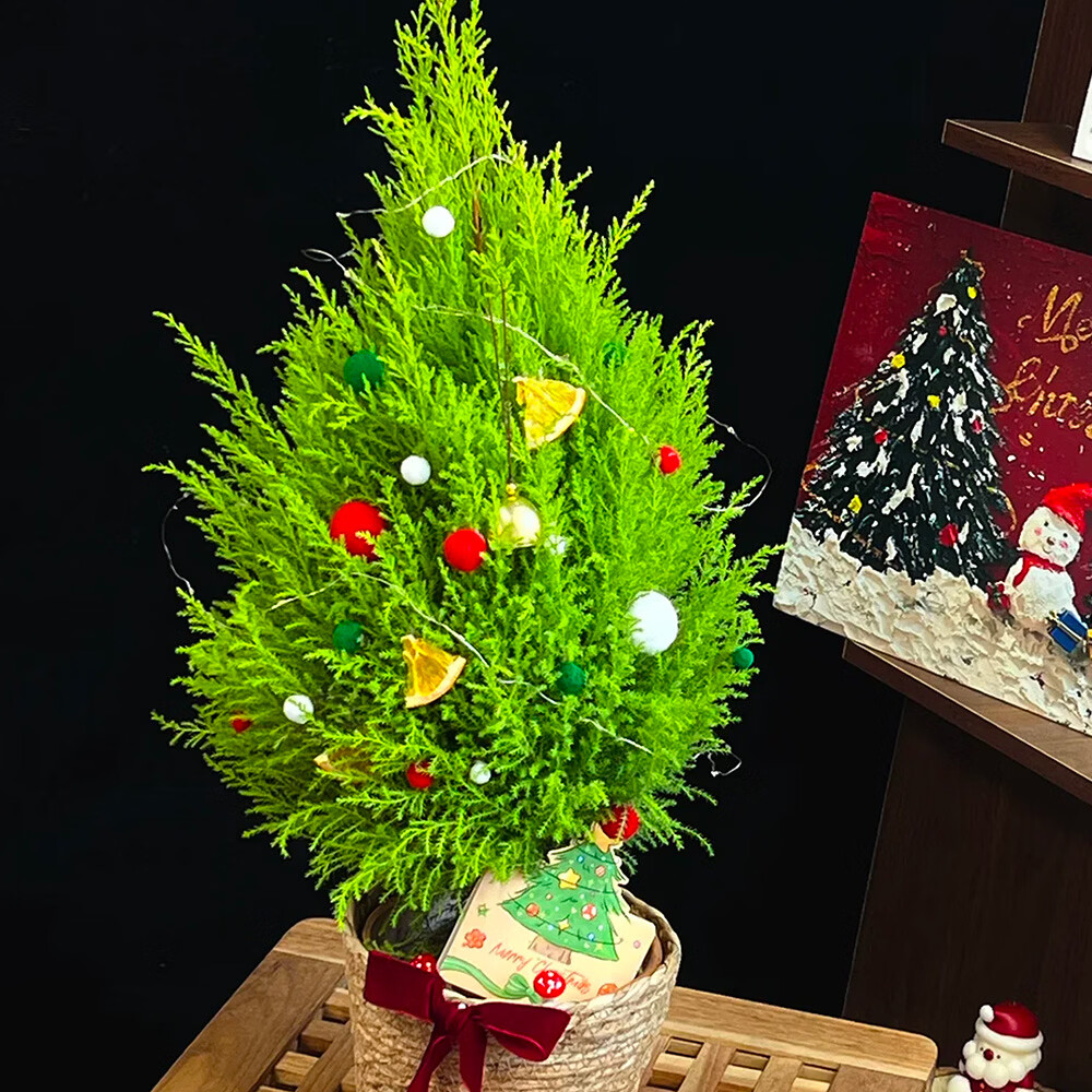 云舍花卉小香松盆栽圣诞树装饰植物云南基地直发桌面绿植礼物装饰 120杯【圣诞香松】绿植盆栽【带原盆发货】 【零下地区须拍保温棉不拍冻坏不接受售后】