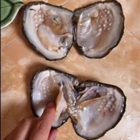 珍珠河蚌自己开淡水活蚌 DIY开蚌取珠体验套装多珠蚌幼苗供应 青年多珠蚌五个+礼品