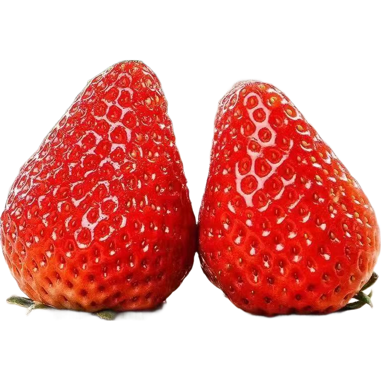 【陆运礼箱】正宗大凉山红颜奶油草莓整箱99牛奶冬草莓草莓川果 整箱2斤四盒装10g+中小果