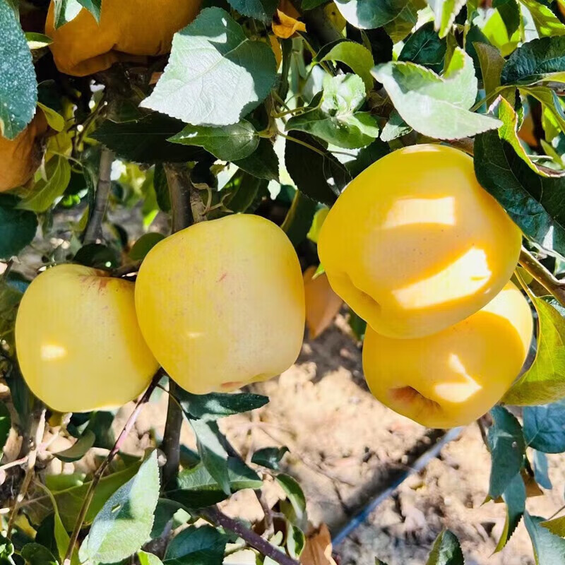 秦悦仙果鲜正宗山东黄金维纳斯苹果水果奶油新鲜整箱送礼品物盒圣诞节 净重4.5斤【单果160g+】丨很甜 【百里挑一】10年精选果