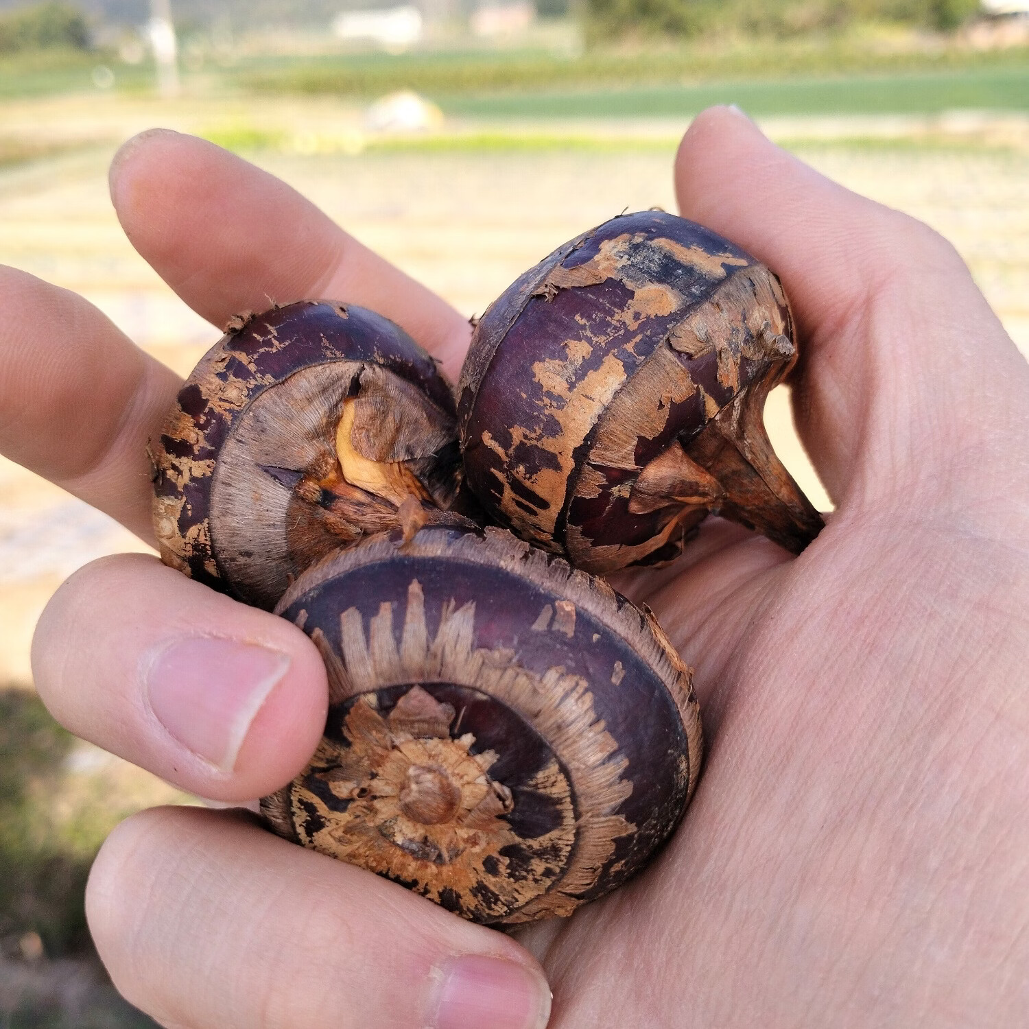 正宗乐昌北乡马蹄新鲜水果现挖即食水果马蹄荸荠特产清甜无渣包邮 3斤 马蹄大果(13-17个/斤)普通装