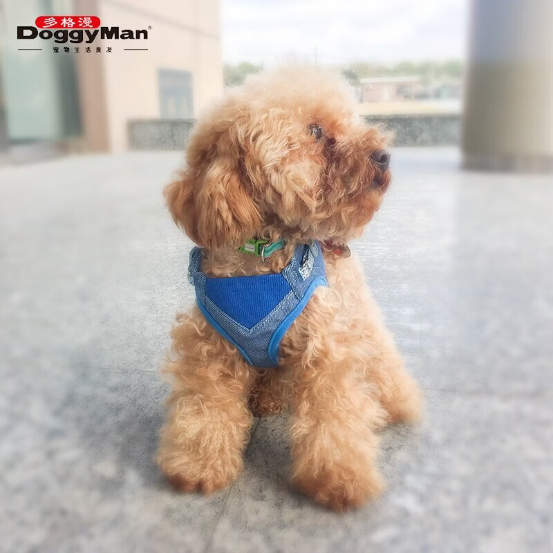 多格漫狗狗绑带背心 小型犬泰迪比熊胸背带衣方便穿脱多色可选 小E鱼 XS-3KG以下(无牵绳)