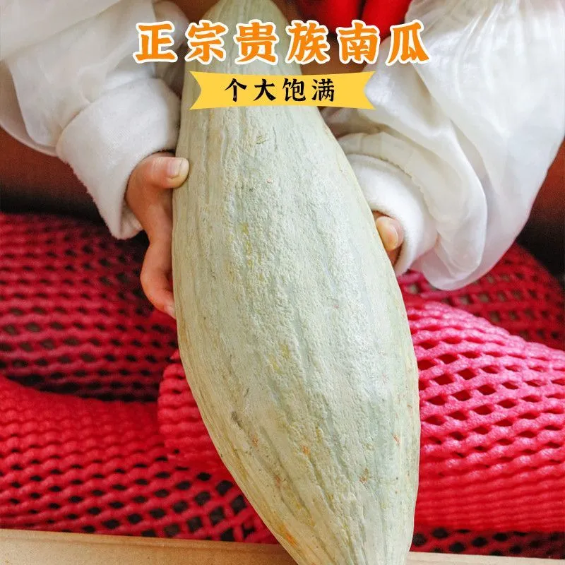 新疆贵族南瓜丑瓜非转基因贵妃南瓜南瓜瓜王软糯甜面老瓜 净重2斤体验装