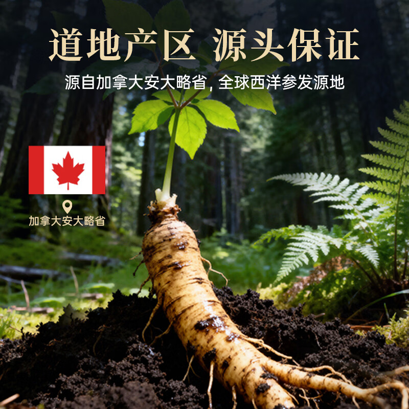 仲景元气西洋参浓缩液西洋参皂苷100营养滋补人参皂苷健康饮品 【润养升级】 10g*20袋