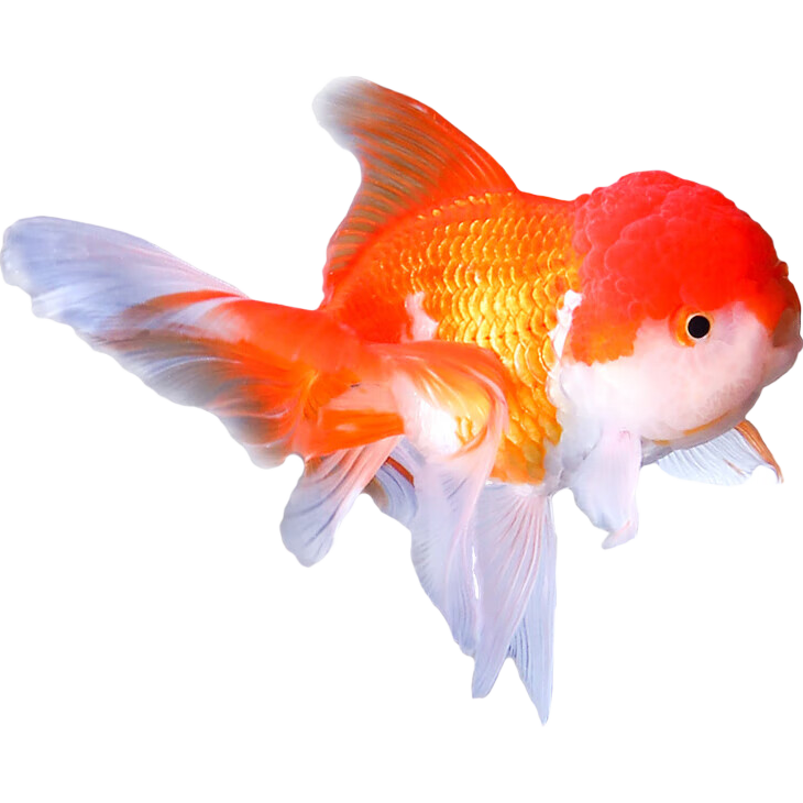 ������������ С��ʨ 4-5���� 3�� ��ˮ�� ʨͷ���� ���� 1.89Ԫ