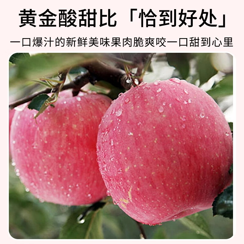 恋硕顺丰包邮甘肃庆阳高原冰糖红富士水果生鲜苹果红富士特产脆甜多汁 （80-90）精品大果   5斤装