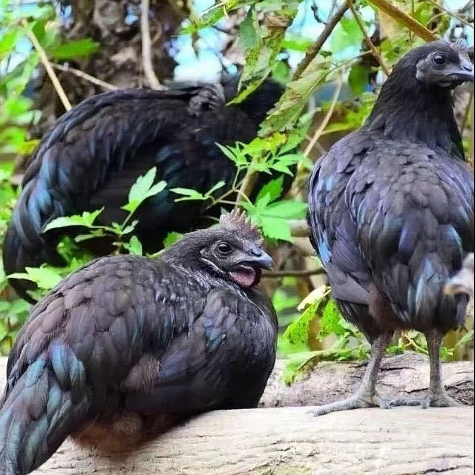 聚天然乌鸡农场散养乌鸡山林散养乌鸡溜达鸡乌鸡送人参七彩菌汤包 乌鸡4只（8斤-9斤）送人参2根+送七彩菌汤包2袋