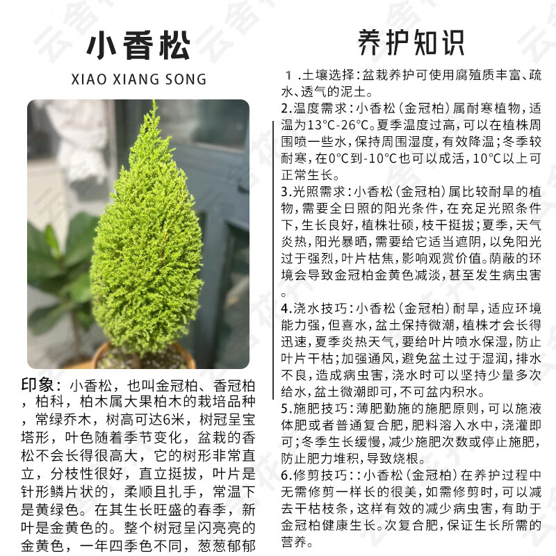 云舍花卉小香松盆栽圣诞树装饰植物云南基地直发桌面绿植礼物装饰 120杯【圣诞香松】绿植盆栽【带原盆发货】 【零下地区须拍保温棉不拍冻坏不接受售后】