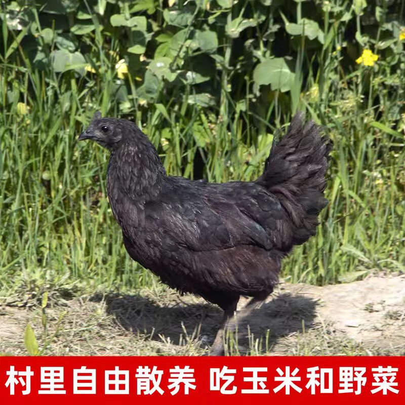 聚天然乌鸡农场散养乌鸡山林散养乌鸡溜达鸡乌鸡送人参七彩菌汤包 乌鸡4只（8斤-9斤）送人参2根+送七彩菌汤包2袋