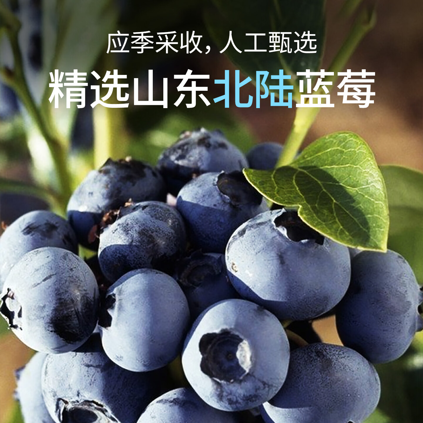 喜德农速冻鲜蓝莓山东北陆蓝莓净重2斤/包 速冻水果莓果冻果奶茶店原料 【大包装】2斤x1包速冻蓝莓