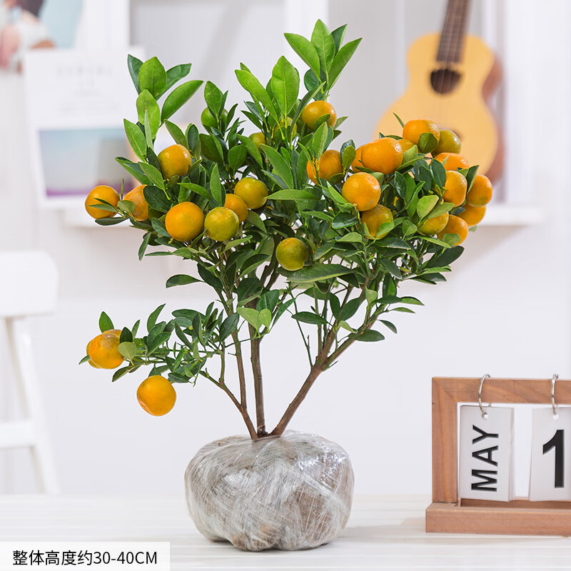 墨薰槿金桔树盆栽室内阳台客厅四季招财橘子盆栽好养绿植花卉喜庆