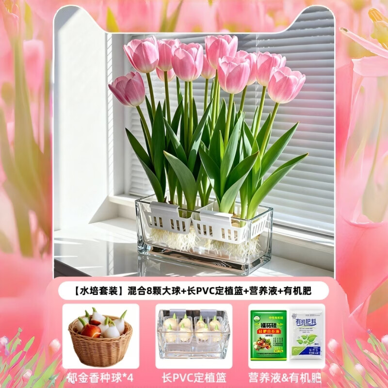 花e流郁金香种球水培植物5度球桌面阳台花卉种子室内耐寒好养 混合8颗大球+长PVC定植篮+2包液+2包肥