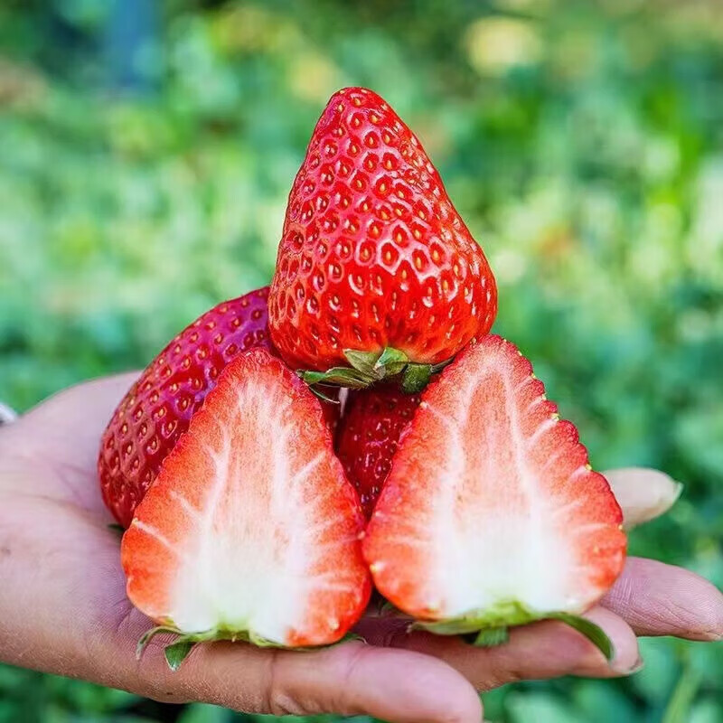 【29.9包邮】京典光年 大凉山99红颜草莓 250g/24枚*4盒