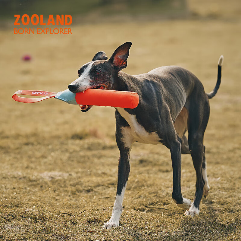 ZO宠物狗狗玩具磨牙耐咬自嗨解闷中大型犬互动拔河撕咬专用 绿色【撕咬棒】S码(4.5x25cm)