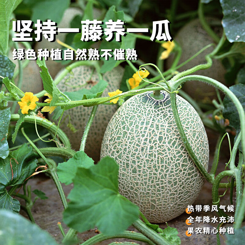 榴某某海南哈密瓜新鲜现摘网纹瓜脆甜多汁【产地直发】当季时令鲜果整箱 5斤带箱【净重4.8斤】2-4个装