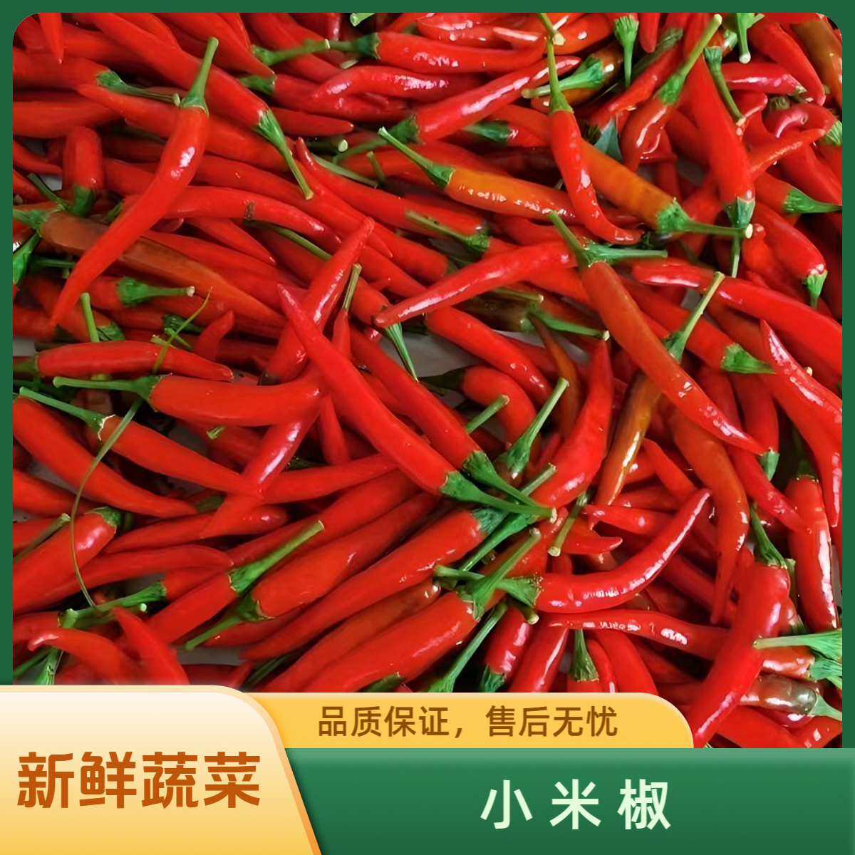 【顺丰包邮】新鲜小米椒朝天椒精选超辣皮薄颜色好送货上门 净重1斤（【尝鲜装，贵在快递费】） 常规纸箱包装