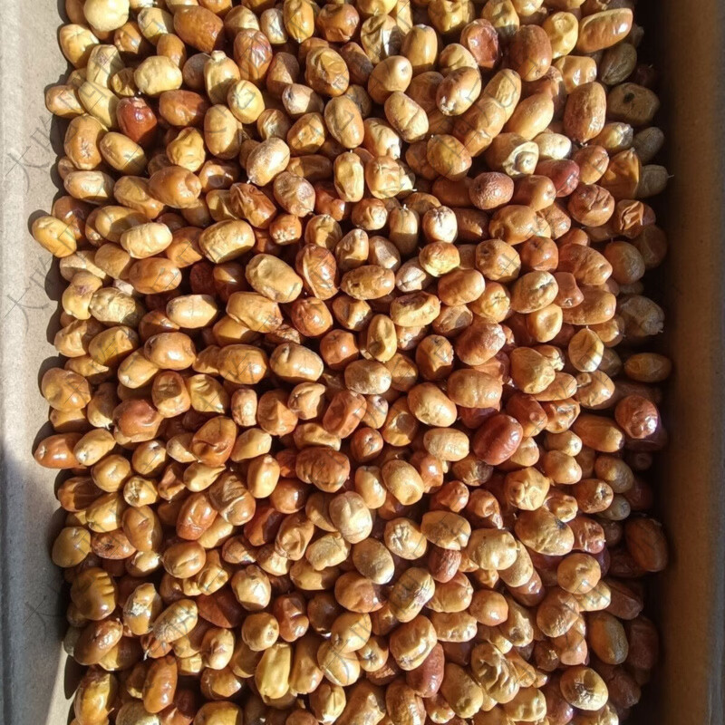 新疆特产沙枣原装无糖包邮正宗散装 500克