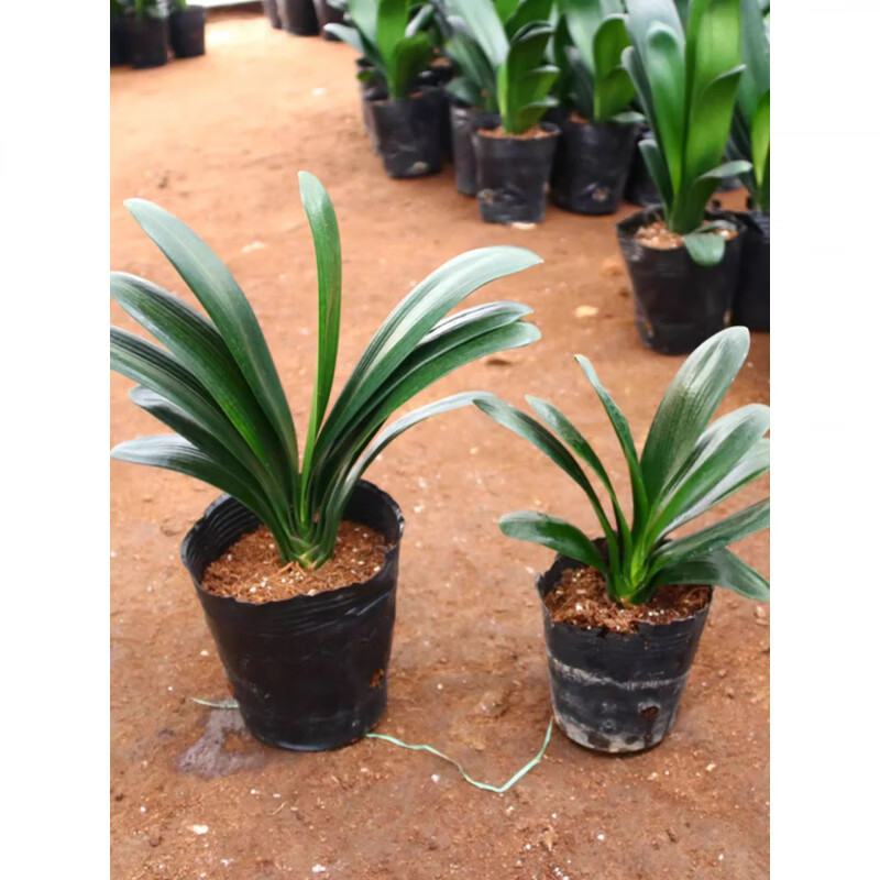 两草三花精品四季君子兰盆栽老苗大小苗花卉绿植室内好养圆头和尚办公摆件 【橘红】+肥料+生根粉 12-14片叶