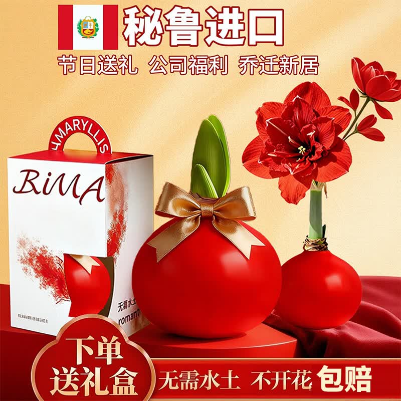 雅致朱顶红进口种球单瓣蜡封好养花苞礼盒装周长38-40cm红樱源头直发