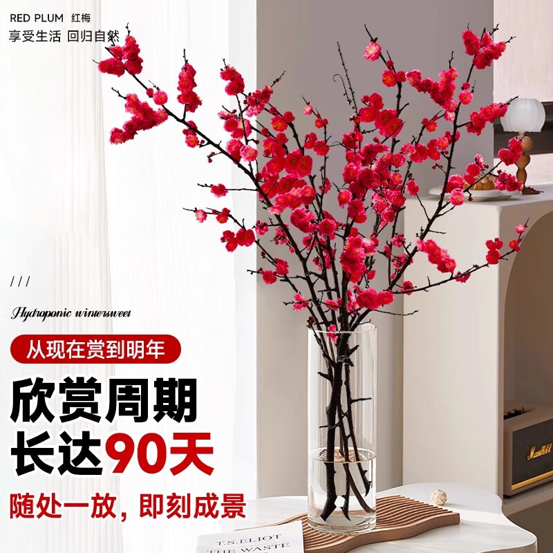 红梅干枝水培带花苞鲜花卉植物室内水养腊梅鲜切绿植盆栽 10支