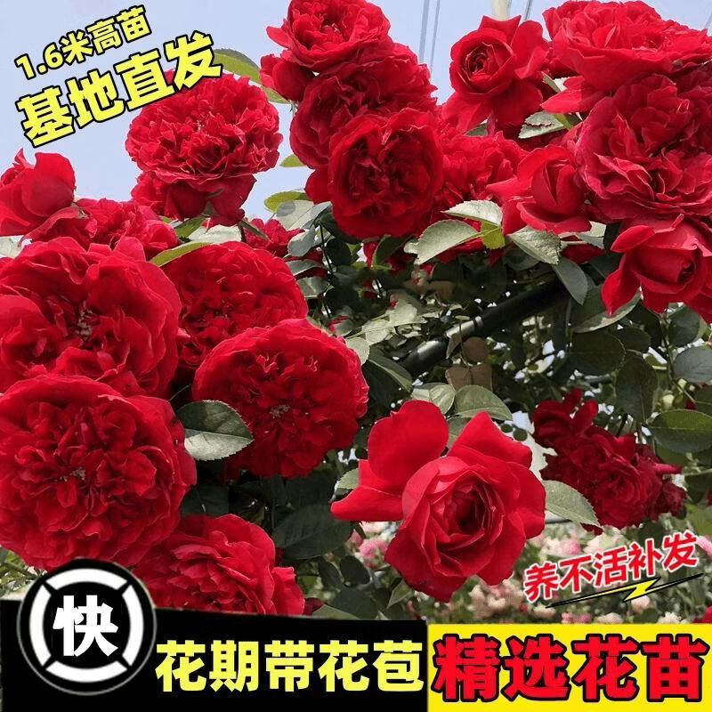 两草三花蔷薇花苗藤本月季四季开花中苗阳台庭院花卉盆栽爬墙玫瑰爬藤植物 弗洛伦蒂娜【四季开花】爬藤大花 中苗50-80厘米高(明年开花)