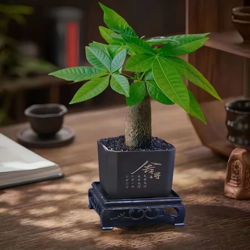 OYKTN发财树绿植小盆栽办公室桌面客厅创意招财解压摆件四季好养小盆景 发财树+舍得盆+方托盘 铺面石+吊牌 送肥料